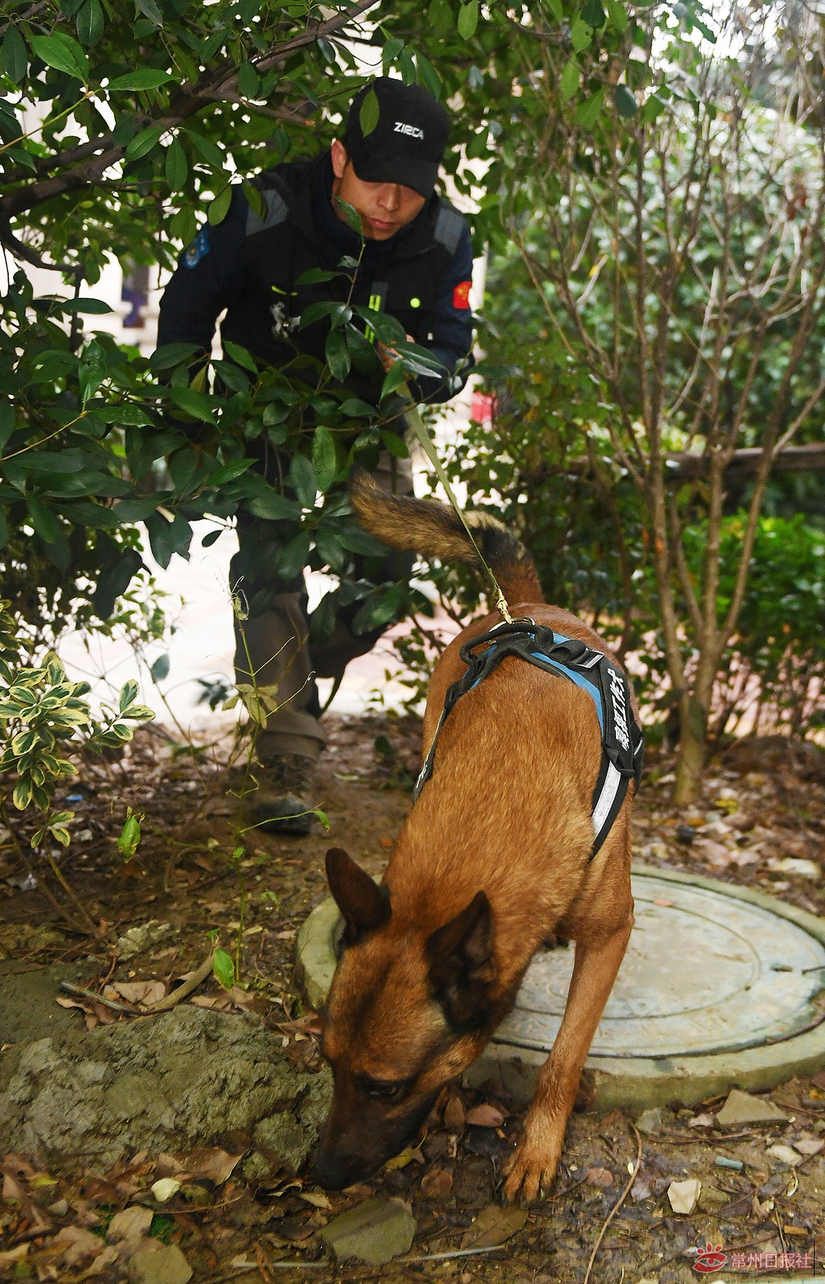 全省首批天然气嗅探工作犬来常州落户啦！